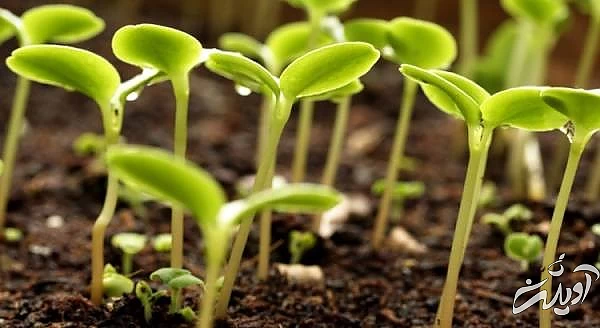 کاشت انواع سبزی در گلدان کاشت کاهو در گلدان